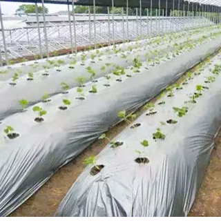 화학 원료 혁신 : 현대 폴리 우레탄 응용 분야에서 폴리 에스테르 폴리올 및 중합체 폴리올 탐색